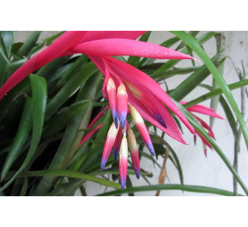 Більбергія поникла (Billbergia nutans)